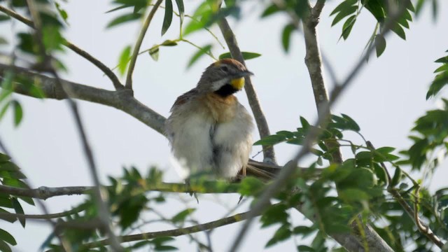 Chotoy Spinetail - ML201694641