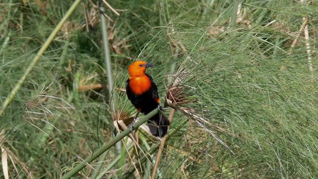 Scarlet-headed Blackbird - ML201694701