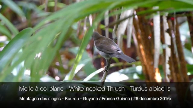 White-necked Thrush (Gray-flanked) - ML201694931