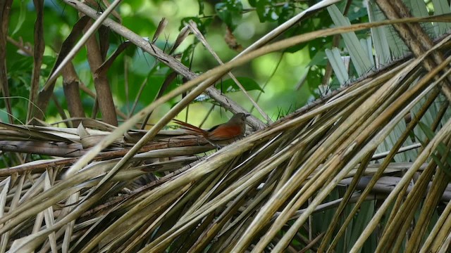 Plain-crowned Spinetail - ML201694961