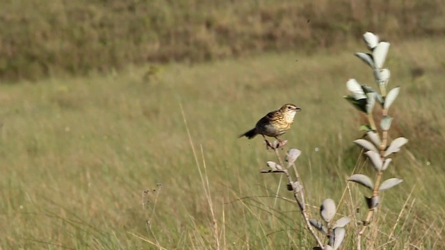 Ochre-breasted Pipit - ML201695111