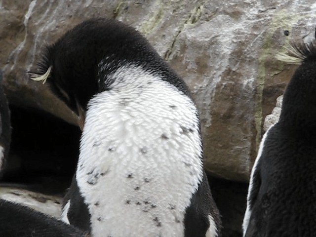 Pingüino Saltarrocas Meridional (chrysocome) - ML201695491