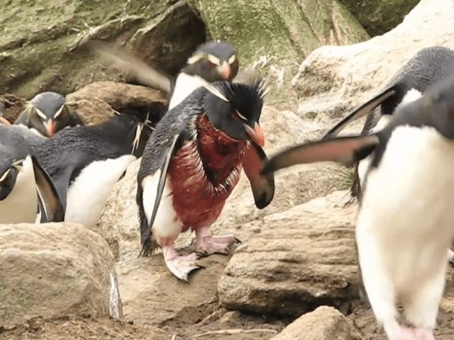 Pingüino Saltarrocas Meridional (chrysocome) - ML201695501
