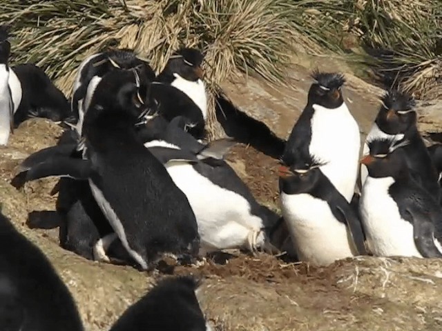 Pingüino Saltarrocas Meridional (chrysocome) - ML201695511