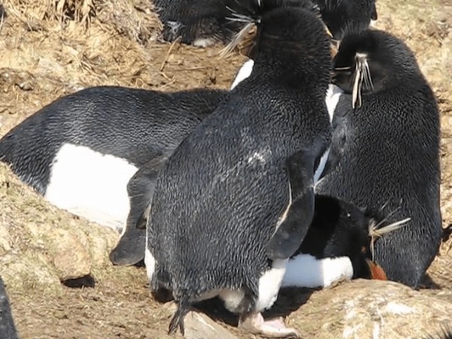 Pingüino Saltarrocas Meridional (chrysocome) - ML201695541