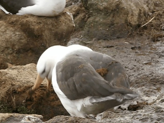 Albatros Ojeroso (melanophris) - ML201695721