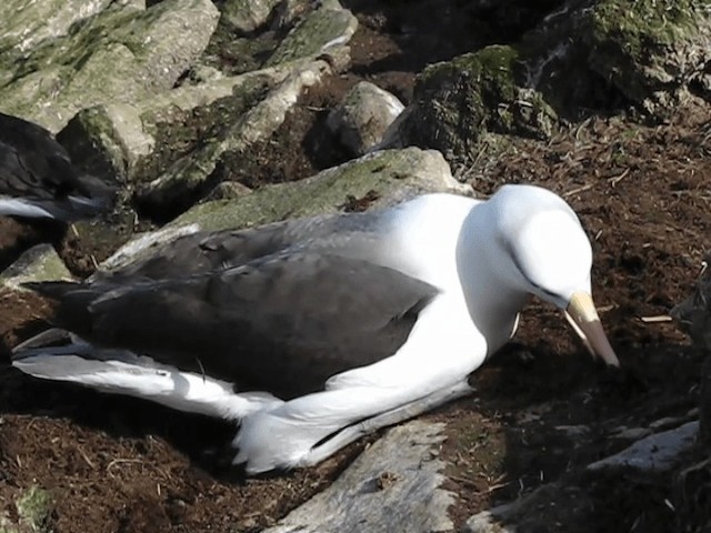 Albatros Ojeroso (melanophris) - ML201695731