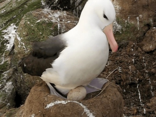 Albatros Ojeroso (melanophris) - ML201695751