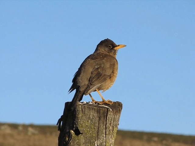  - Austral Thrush (Falkland)