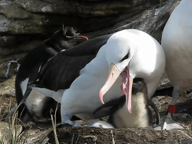  - Black-browed Albatross (Black-browed)