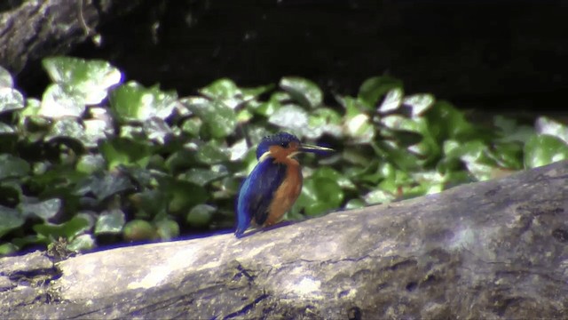 Malagasy Kingfisher - ML201695921