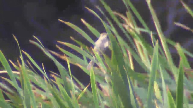 Madagascar Swamp Warbler - ML201695971