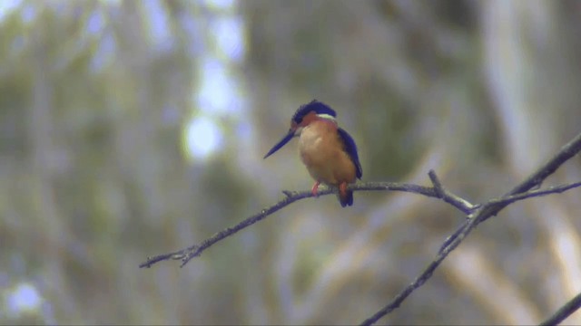Malagasy Kingfisher - ML201695981