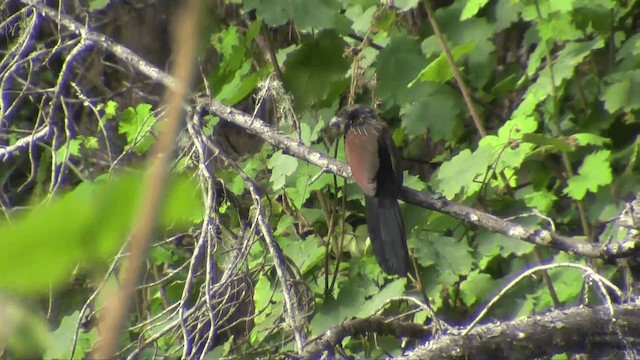 Malagasy Coucal - ML201696011