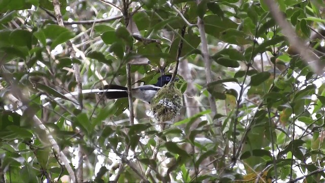 Мадагаскарская райская мухоловка [группа mutata] - ML201696331
