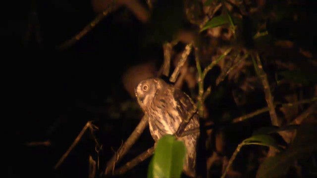 Madagascar Scops-Owl (Torotoroka) - ML201696411