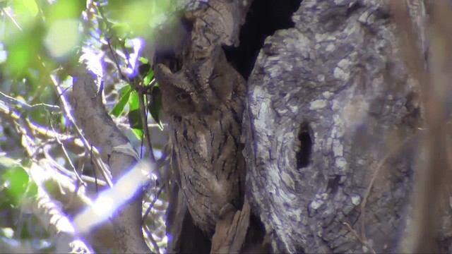 Madagascar Scops-Owl (Torotoroka) - ML201696471