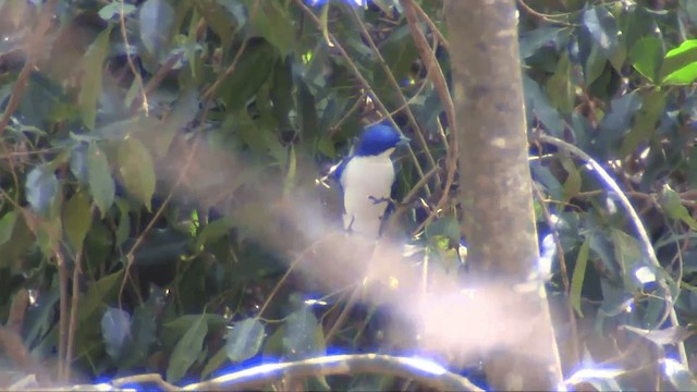  - Madagascar Blue Vanga