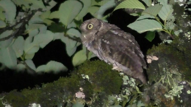 Montane Forest Screech-Owl - ML201696781