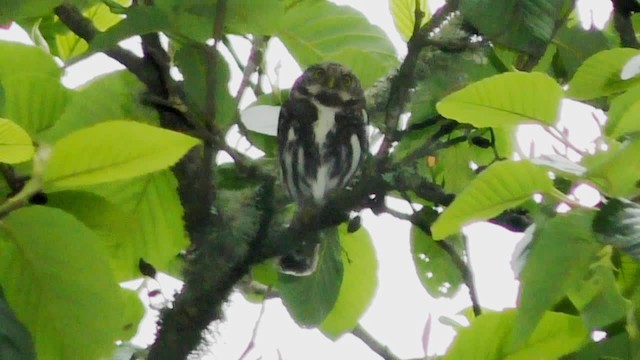 Yungas Pygmy-Owl - ML201696791