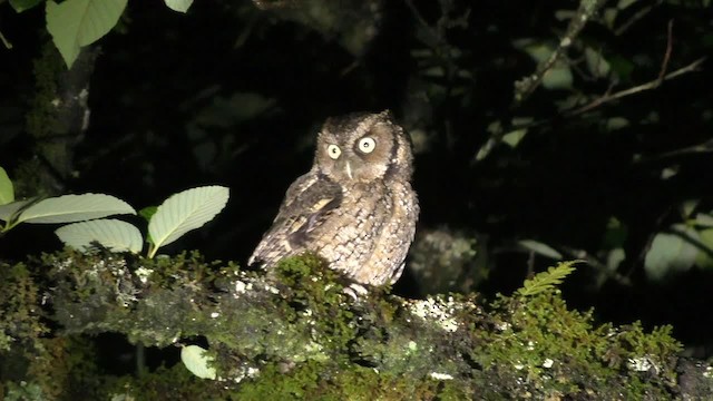 Montane Forest Screech-Owl - ML201696821