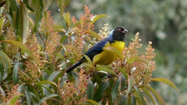 Hooded Mountain Tanager - ML201696941