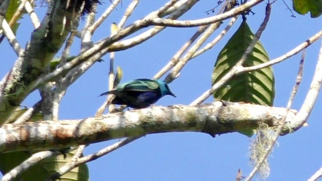 Blue-necked Tanager - ML201697081