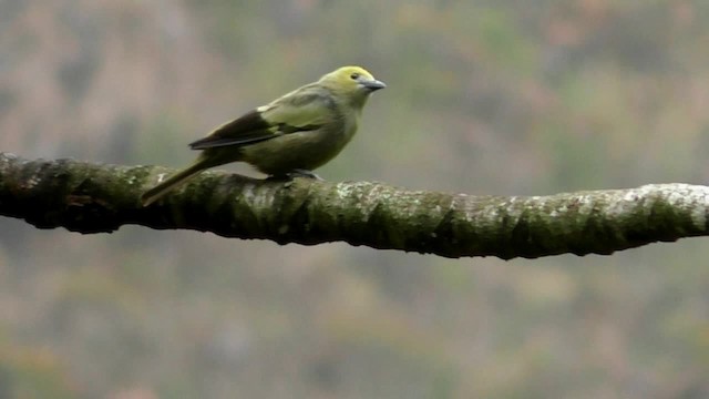 Palm Tanager - ML201697091