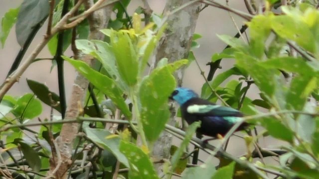 Blue-necked Tanager - ML201697101