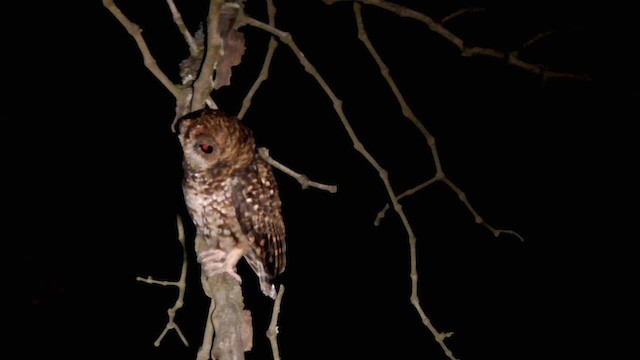Rufous-banded Owl - ML201697121
