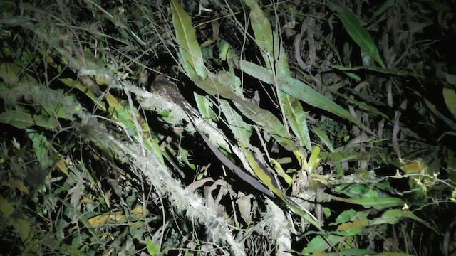 Lyre-tailed Nightjar - ML201697131