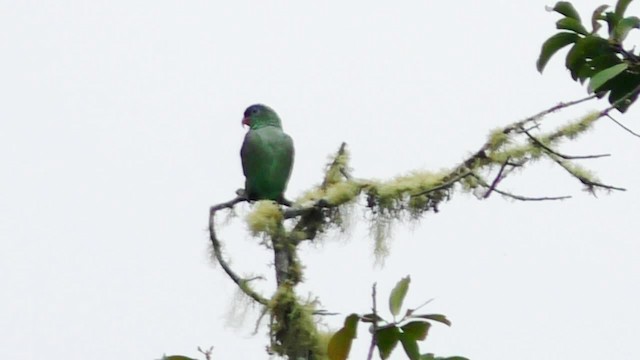 Red-billed Parrot - ML201697141