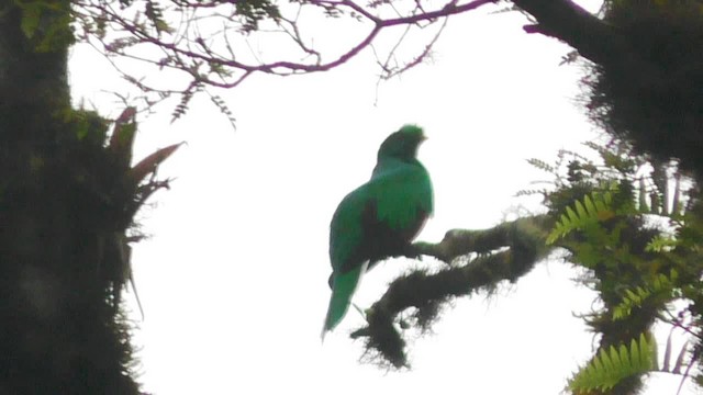Crested Quetzal - ML201697171