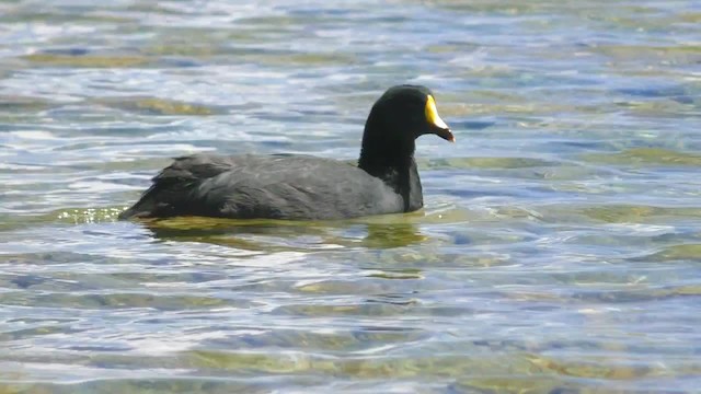 Giant Coot - ML201697181