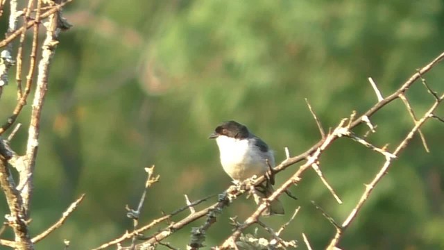 Black-capped Warbling Finch - ML201697191