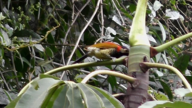 Crimson-mantled Woodpecker (Black-crowned) - ML201697201