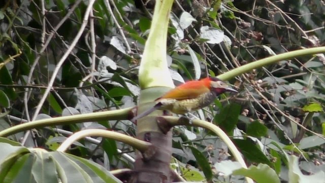 Crimson-mantled Woodpecker (Black-crowned) - ML201697211