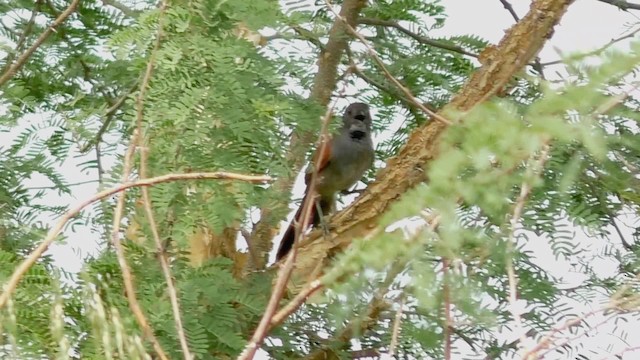 Cinereous-breasted Spinetail - ML201697241