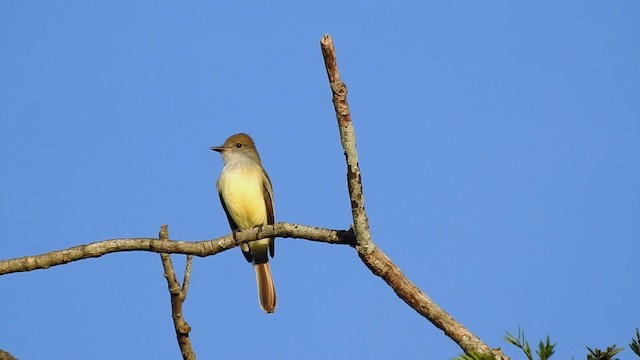 Brown-crested Flycatcher (South American) - ML201697251