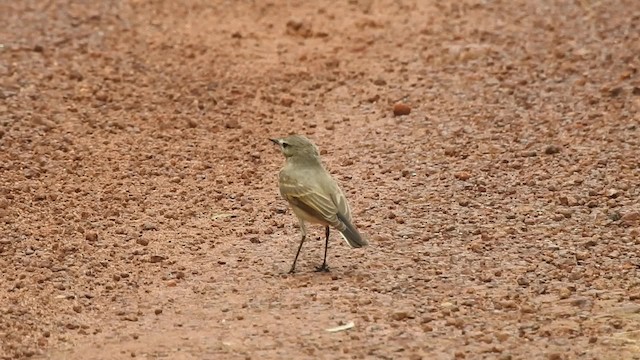  - Little Ground-Tyrant