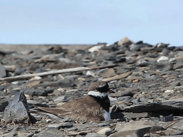 Common Ringed Plover - ML201697551