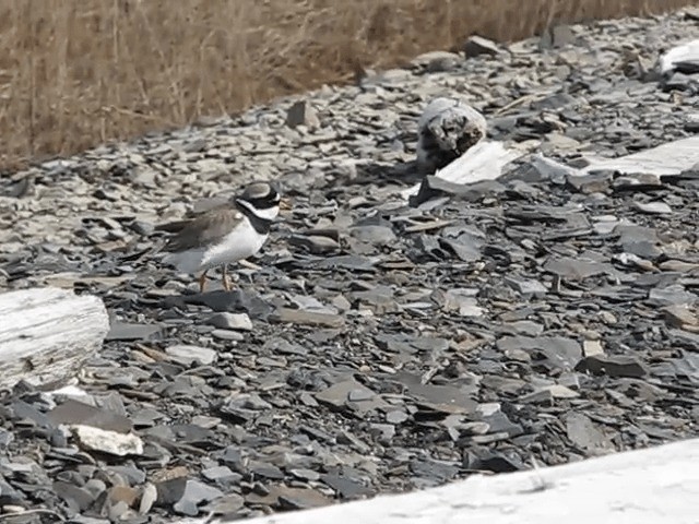 Common Ringed Plover - ML201697611