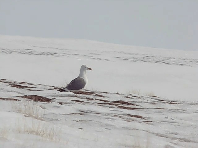 Lesser Black-backed Gull (Heuglin's) - ML201697661