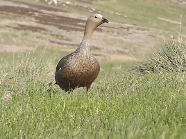 Ruddy-headed Goose - ML201698021