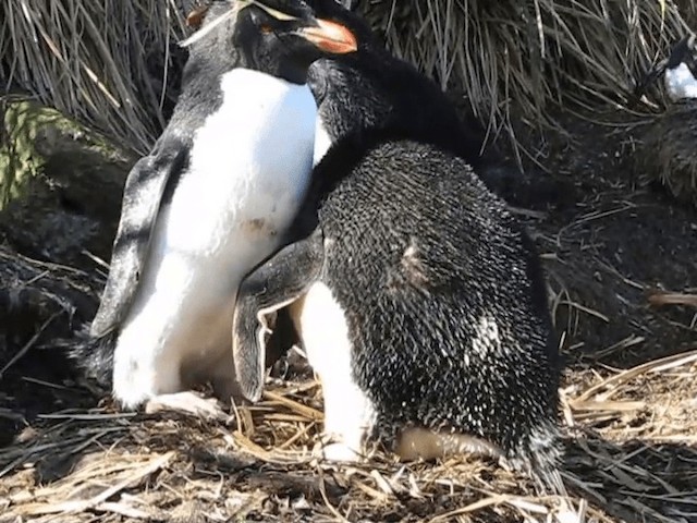 Pingüino Saltarrocas Meridional (chrysocome) - ML201698041