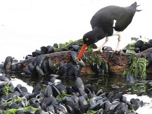  - Magellanic Oystercatcher