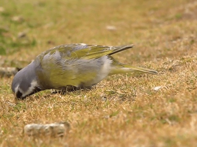 White-bridled Finch (Falkland) - ML201698121