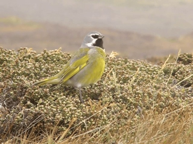 White-bridled Finch (Falkland) - ML201698131
