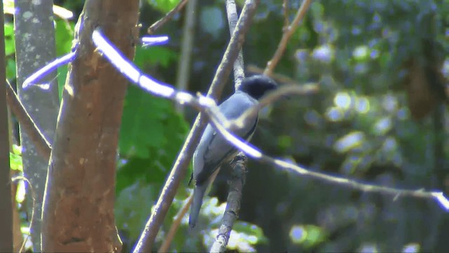 Madagascar Cuckooshrike - ML201698171