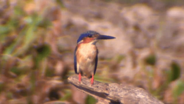 Malagasy Kingfisher - ML201698231